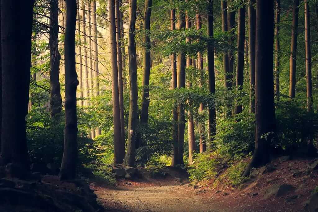 A forest.