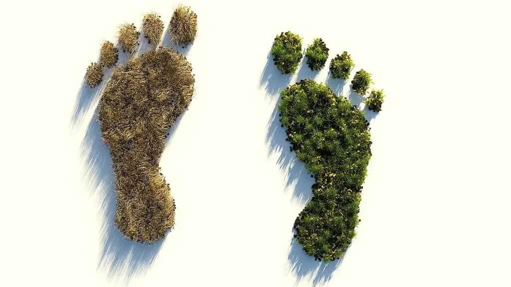 Bare feet on a forest floor.