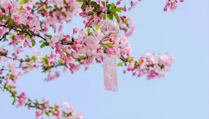 Cherry Blossoms with Message
